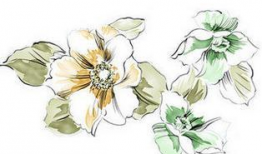 动漫花,动漫中的浪漫与成长